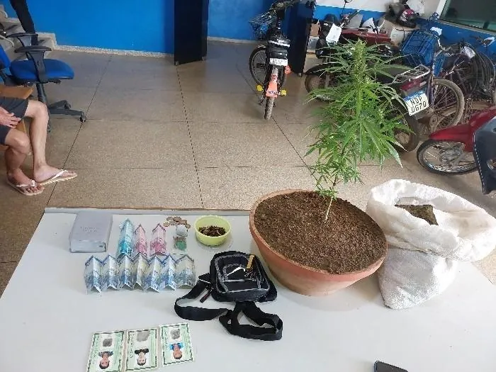 AGRICULTOR DO CRIME - Jovem com tornozeleira eletrônica é flagrado pela PM cultivando maconha em casa em Vilhena